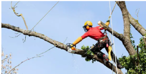 experienced arborist