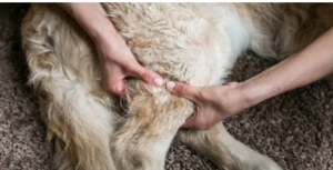 dog PT specialist