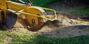 BlackStumpTreeServices tree removal