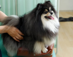 therapy for dogs with hip dysplasia near me